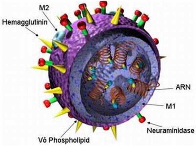 Những quan niệm không đúng về bệnh cúm